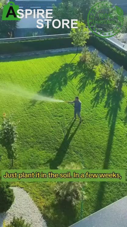 Grass Seeds Hybrid Best For Your Beautiful Home Gardening (Pack Of 100 seeds) (Pack of 1)