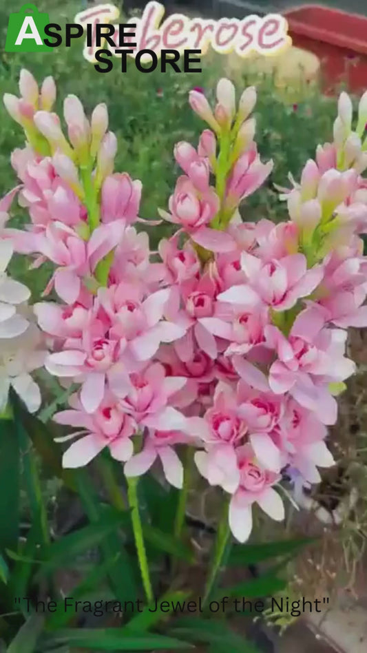 ?Rajnigandha Double Patel Tuberose Bulbs (Pack of 2)