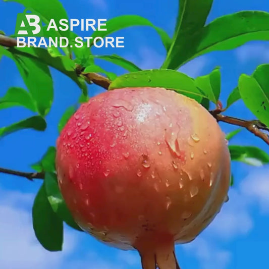 Pomegranate Seeds Pack of 2